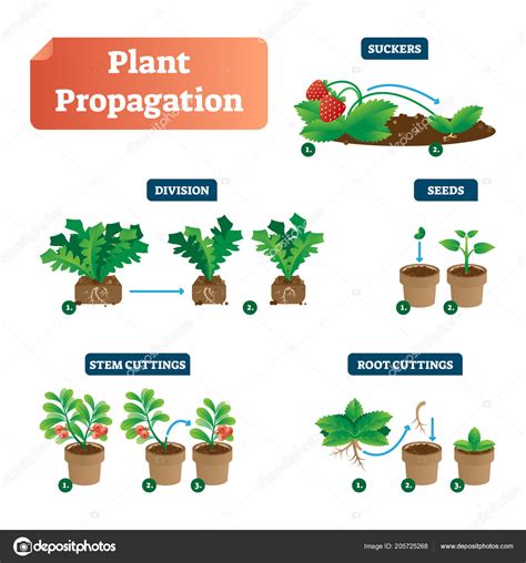 Plant propagation vector illustration diagram. Scheme with labels on ...