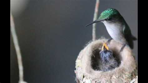 How Big Is A Baby Hummingbird - A hummingbird's nest is a tiny cup of ...