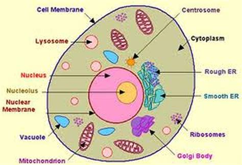 2D diagram - red blood cell