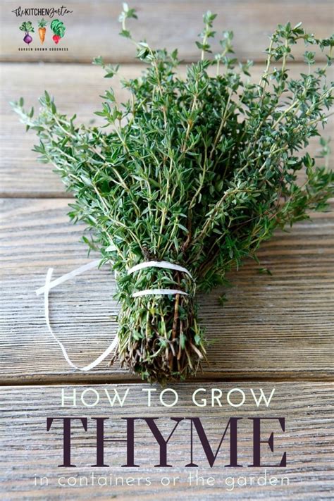 How to Plant, Grow, and Harvest Thyme - The Kitchen Garten