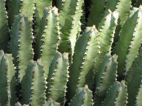 Las Aventuras: Euphorbia or Cactus?