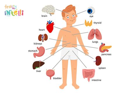 Teach Kids Human Body Parts Names Its Functions – NBKomputer