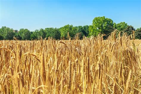 Field of Golden Wheat As Background Stock Image - Image of farming ...