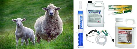 Our Sheep Wormer Guide covers everything you need to know about ...