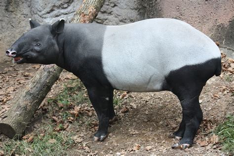 馬来獏 (Malayan Tapir) | Tapir, Jungle animals, Animals