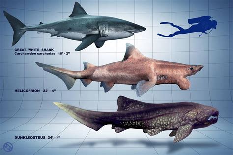 Size comparison of helicoprion, dunkleosteus, and a great white shark ...