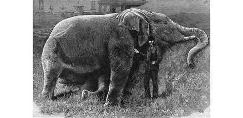 Searching for Jumbo – an Elephant in the Archive | Tales from the Archive