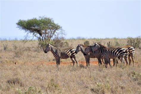 Herd of Zebras in Africa stock photo. Image of brown - 18185304