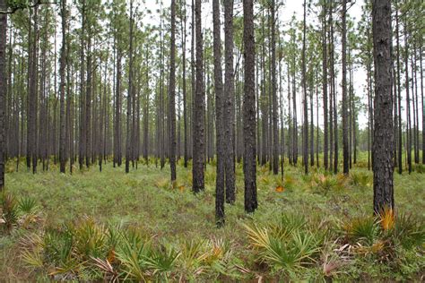 apalachicola national forest - Google Search