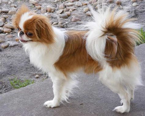 English Toy Spaniel - Dog Breed Standards