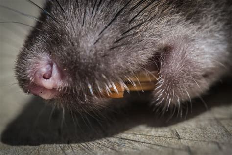 Pet Rat Teeth Trimming—Beginners Guide » Petsoid