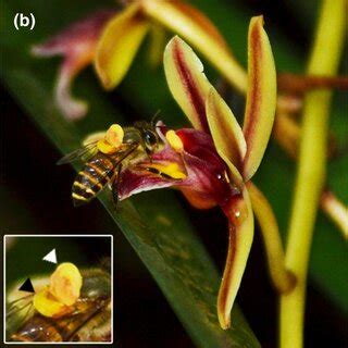 Pollination events in Cymbidium aloifolium. (a) An Apis cerana indica ...