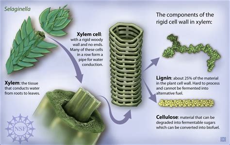 Lignin: using the whole plant | Communicating Chemistry 2017W1 Section 109