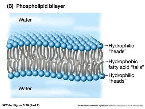 What molecules pass through cell walls? | Socratic