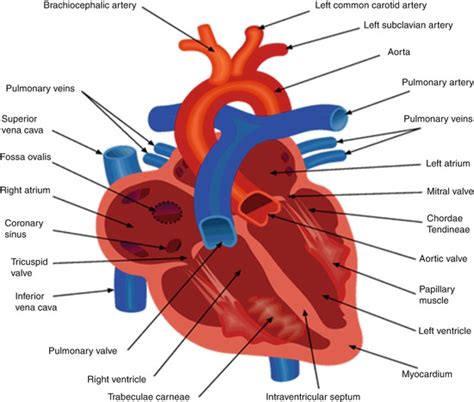 The Anatomy Of The Heart - Anatomical Charts & Posters