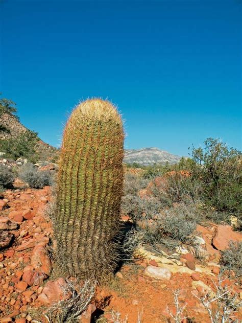 Barrel cactus | Description, Facts, & Species | Britannica