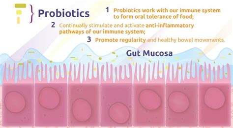 Ulcerative Colitis Inflammation Control And Gut Restoration