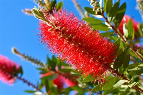 Bottlebrush: cultivation & care - Plantura