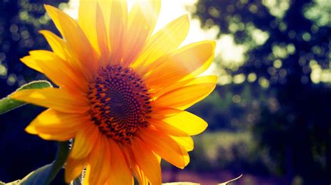 Sunflower Backgrounds - Wallpaper Cave