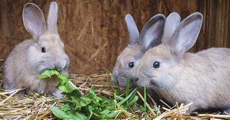 A Complete Guide to Breeding Rabbits for Beginners