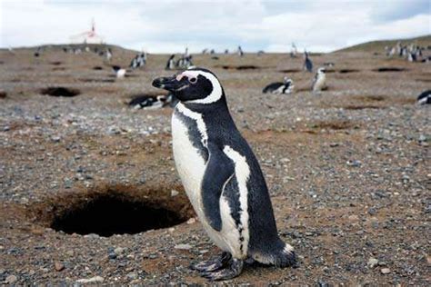 Magellanic penguin | bird | Britannica.com