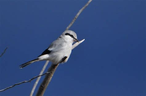 butcher bird | northern shrike View large on black ninepipes… | kurt ...