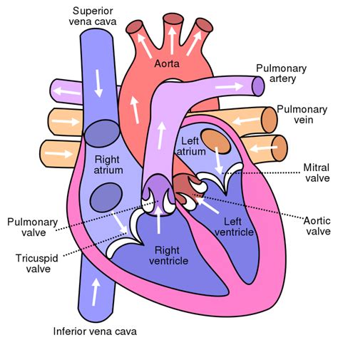 The Circulatory System: Its 4 Main Parts and How They Work - Owlcation