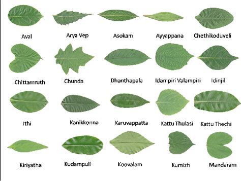 Figure 1 from Identification of ayurvedic medicinal plants by image ...