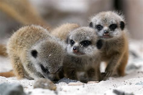 Baby meerkats explore their surroundings at safari park | The Independent