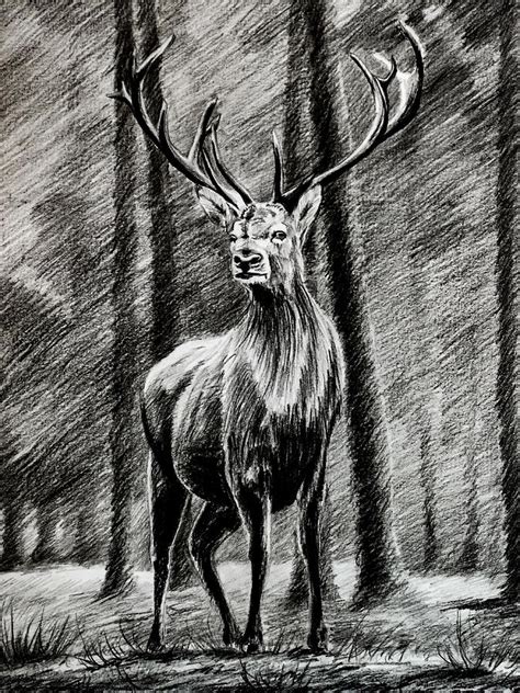 Deer in a forest drawing charcoal and pencil Drawing by Art Tyshenko ...