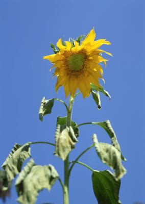 Signs of a Lack of Water in Plants | Home Guides | SF Gate