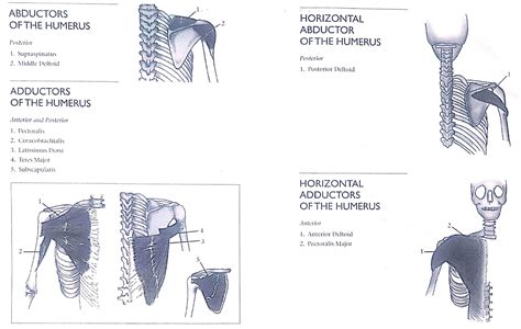 Muscle action of the humerus - adduction, abduction, horizontal ...