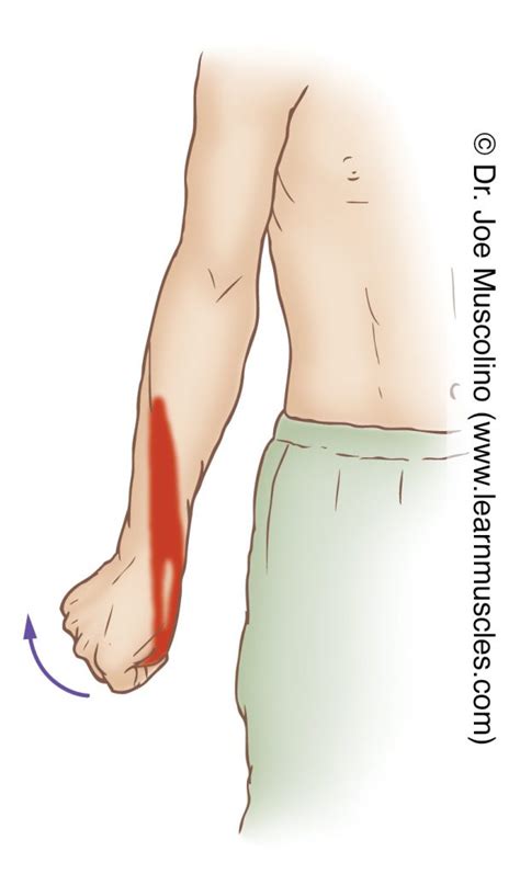 Extensor Pollicis Longus - Stretching - Learn Muscles