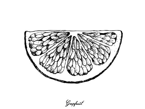 Premium Vector | Hand drawn of grapefruit fruit