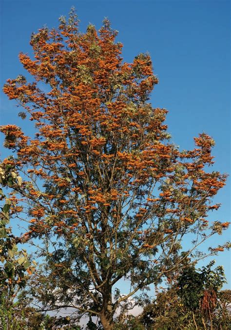 Grevillea robusta - Trees and Shrubs Online