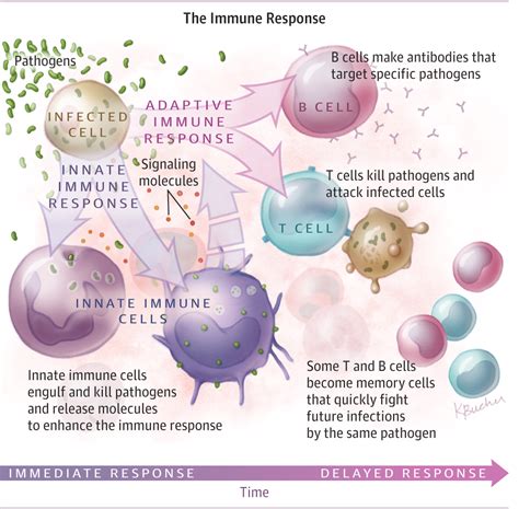 The Immune System. JAMA. 2015;313(16):1686. doi:10.1001/jama.2015.2940 ...