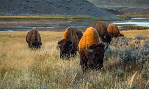 Meet the bison: facts about America's national mammal | Stories | WWF