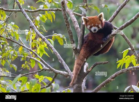 red panda a rare endangered species found in eastern Himalayas and ...