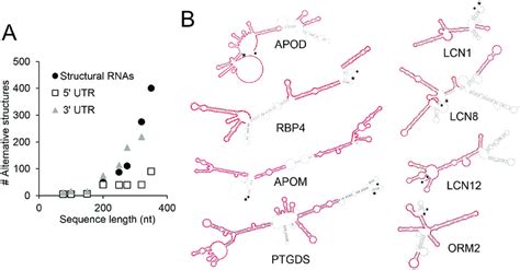 Secondary structure prediction of mammalian Lipocalin UTRs. (A ...