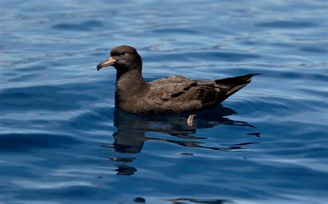 Flesh-footed Shearwater | Audubon Field Guide