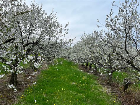 Montmorency Cherry — Roots to Fruits Nursery