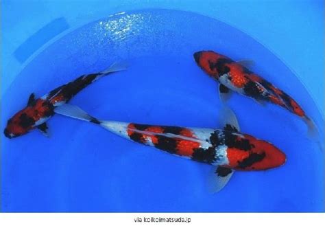 Gambar Ikan Mas Koi Hitam Putih dari Lokal Terbaik&Termahal Terbaru ...