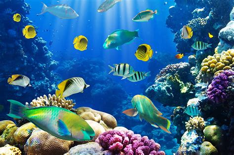 2459x1160px | free download | HD wallpaper: yellow and blue fishes ...