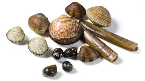 Bivalves Clams