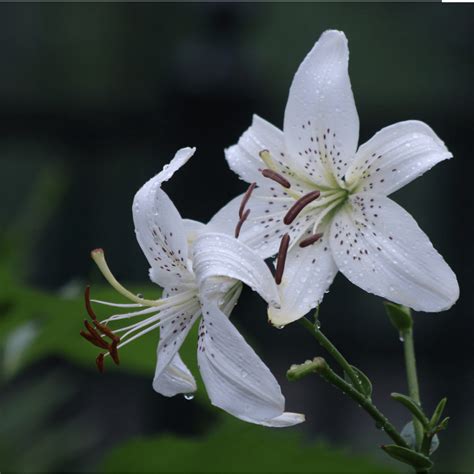 'White Twinkle' Tiger Lily, (Lilium Tiger)