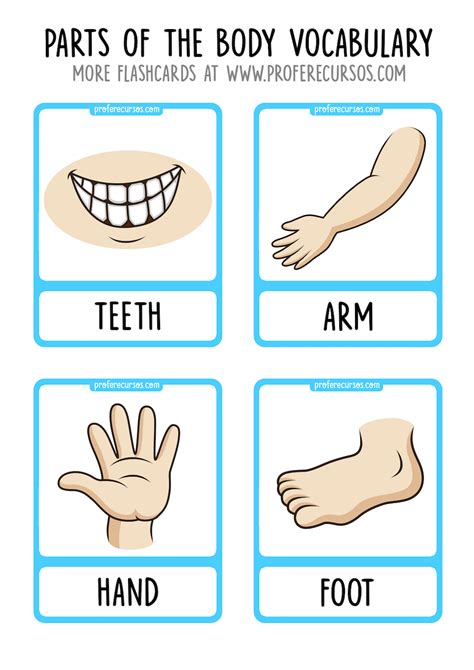 Parts of the Body Vocabulary Flashcards - Profe Recursos