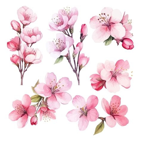 Premium Vector | Set of watercolor cherry flower white background