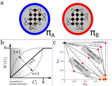 6: Biophysical model of protein evolution. (a) Prototype sequences π A ...