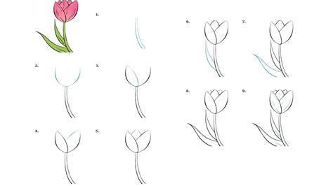 Cách vẽ hoa tulip | Bé tập vẽ hoa | How to draw tulips - YouTube