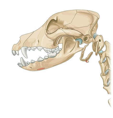 Geniohyoid muscle - Muscle attachments - vet-Anatomy - IMAIOS